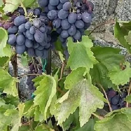 Genesungsort Dammert Alojamento de Acomodação e Pequeno-almoço Oppach