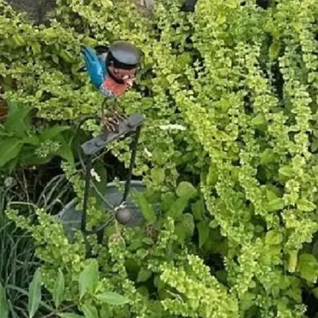 Genesungsort Dammert Alojamento de Acomodação e Pequeno-almoço