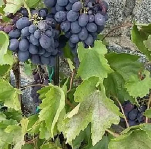 Genesungsort Dammert فندق مبيت وإفطار Oppach