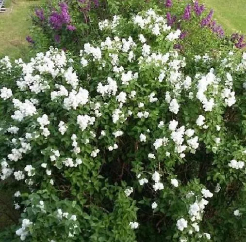 فندق مبيت وإفطار Genesungsort Dammert 3*